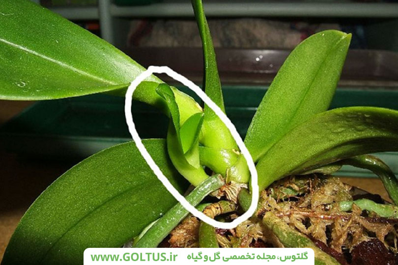 گل ارکیده فالانوپسیس