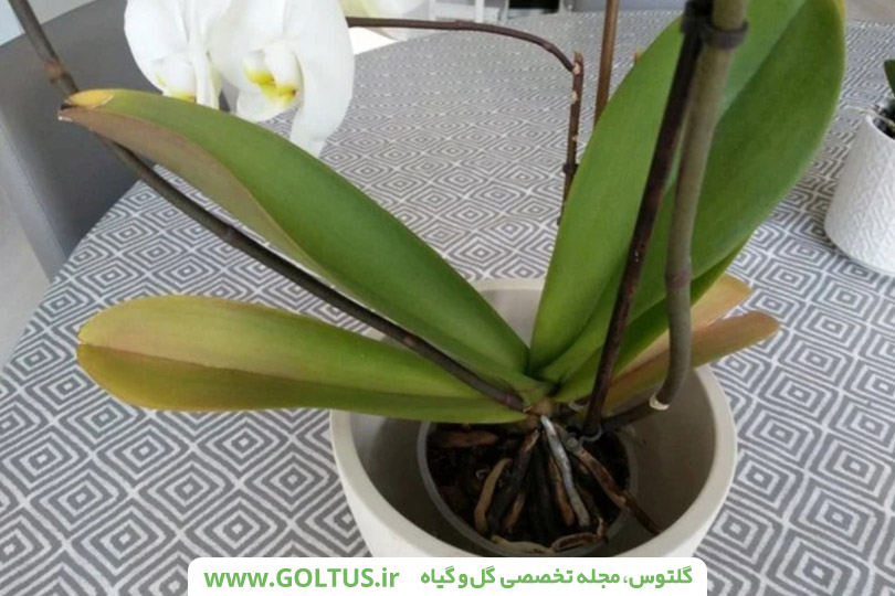 گل ارکیده فالانوپسیس