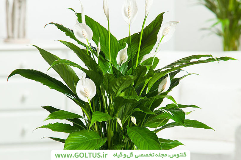 گل اسپاتی فیلوم
