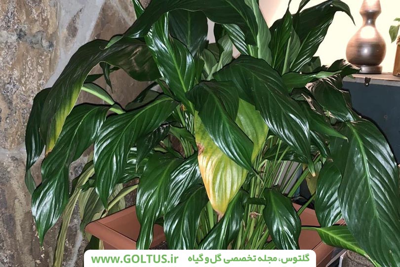 گل اسپاتی فیلوم