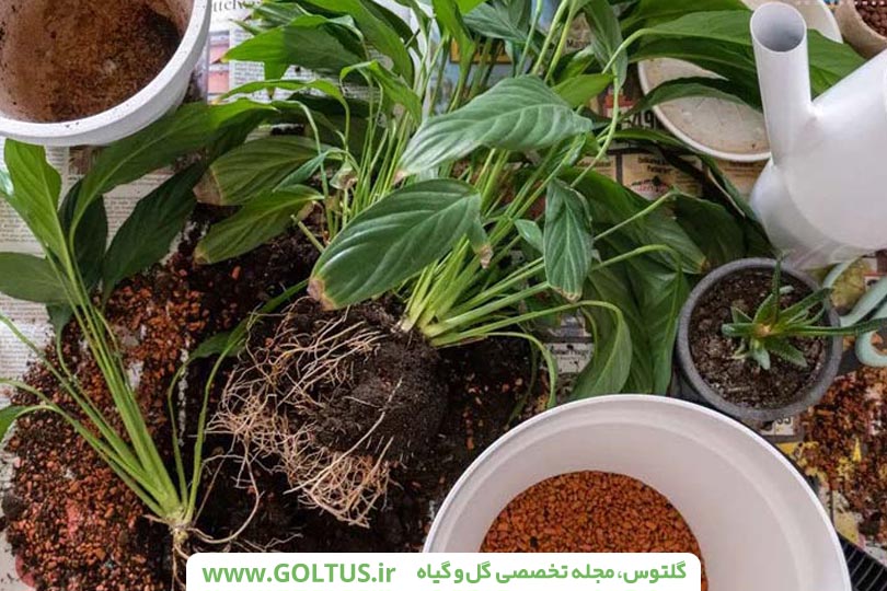 گل اسپاتی فیلوم