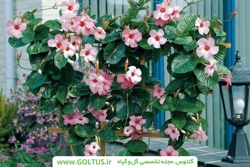 گیاه یاسمن برزیلی(ماندویلا)