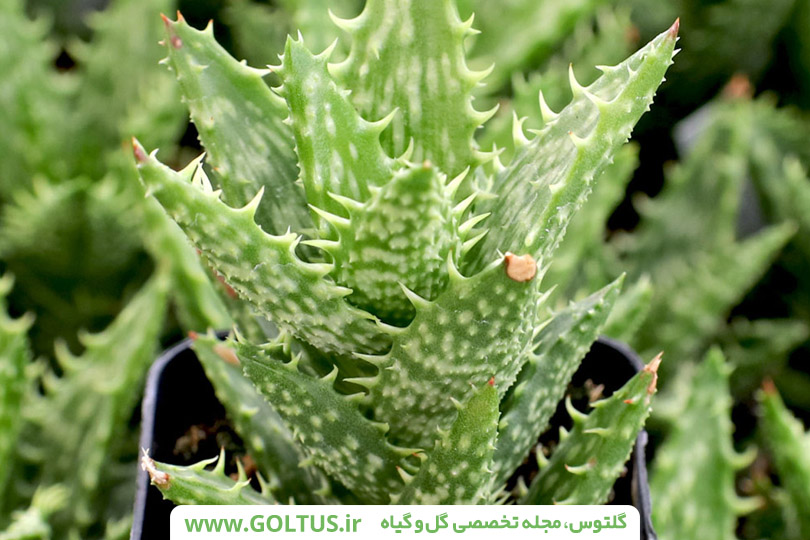 ساکولنت آلوئه دندان ببری
