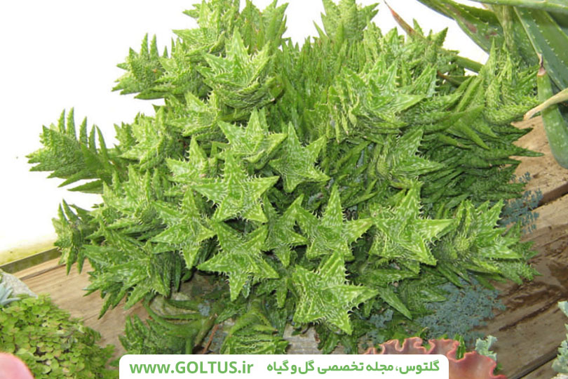 ساکولنت آلوئه دندان ببری