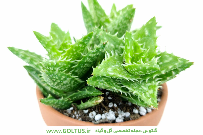 ساکولنت آلوئه دندان ببری
