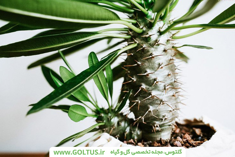 نخل ماداگاسکار