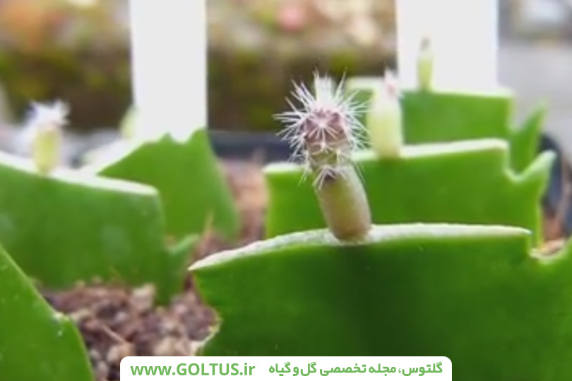 کاکتوس کریسمس