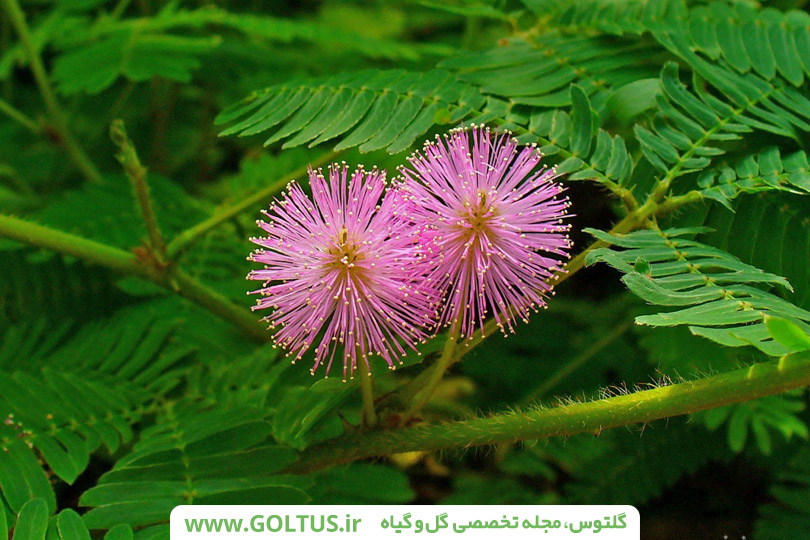 گل قهر و آشتی