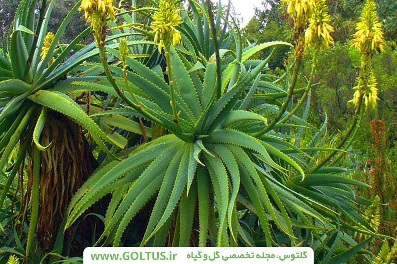 گیاه آلوئه شاخ بزی