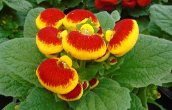 گیاه گوشواره‌ای