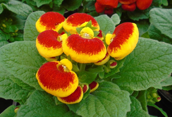 گیاه گوشواره‌ای