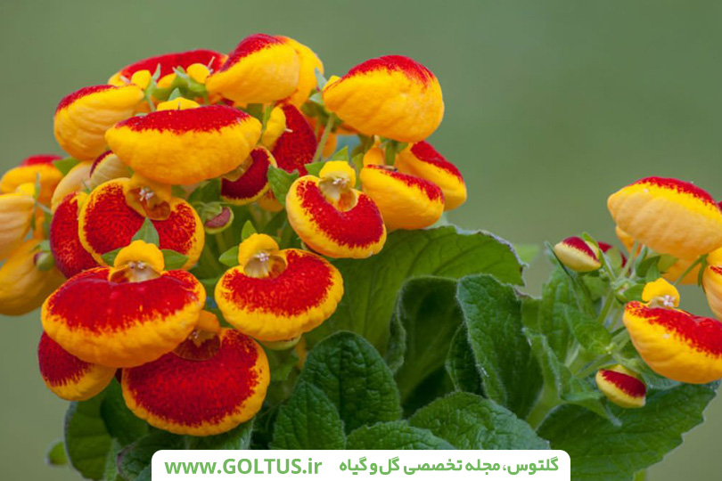 گیاه گوشواره‌ای
