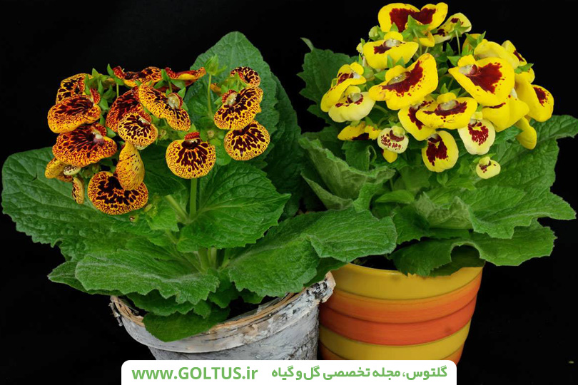 گیاه گوشواره‌ای
