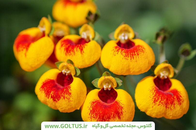 گیاه گوشواره‌ای