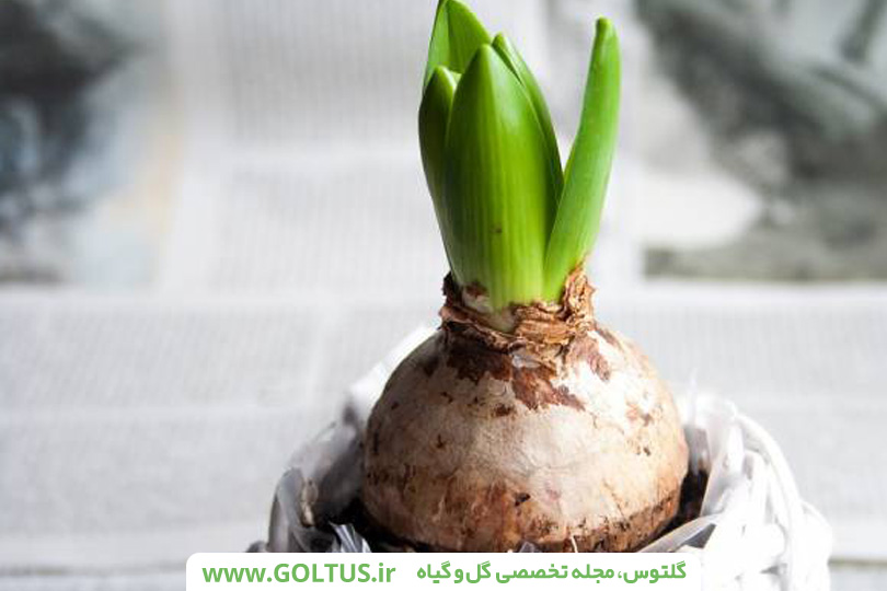 گل سنبل