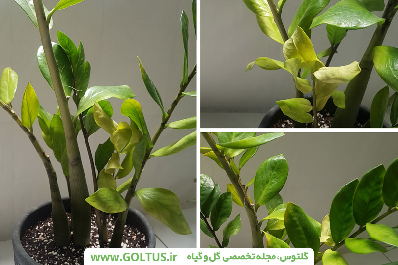گیاه زاموفیلیا